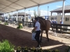 Tryon 2018 - Inspección Veterinaria